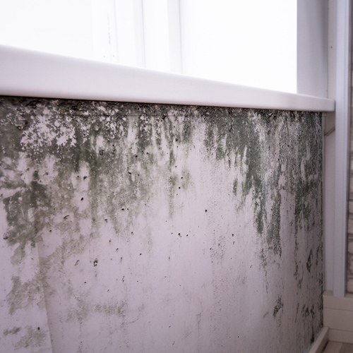 Interior white wall heavily affected by dark black mould growth.