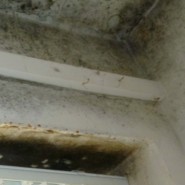 Fighting Mould Growth with Insulation