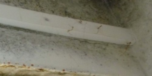 Corner of a ceiling and wall showing signs of black mould growth