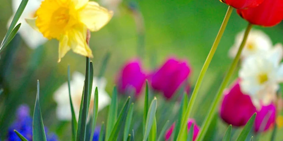 Bright spring flowers blooming outdoors
