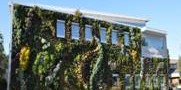 Building exterior covered in green ivy or vegetation