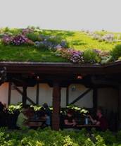 Vegetated Roof Example 2