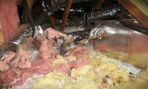 Animals In the Loft Can Damage or Destroy Insulation